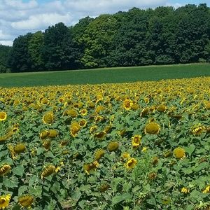 Meet your Posher, Johanne